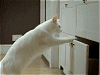 たわむれる猫たち