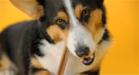 ↑　Doggie Dentures - PEDIGREE? DENTASTIX　Commercial (公式)。