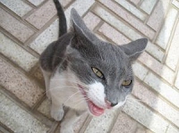 かんしゃく状態の猫