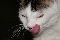 食事をする猫