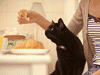 食事をする猫