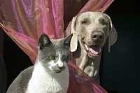犬と猫