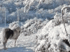 雪