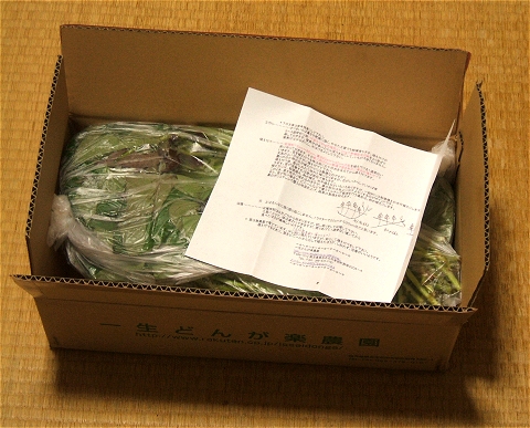 ↑ 苗は袋詰めにされ、箱に梱包された状態で送られてくる。植え方などの説明書付き。