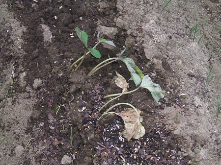 しおれ気味になるさつま芋、取っても取っても生えてくる雑草たち