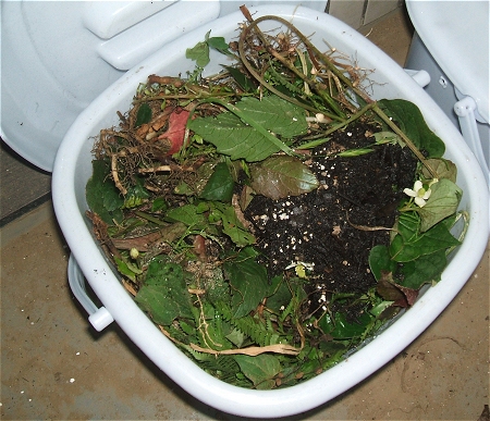 そば系の茎が多いのが気になるが……