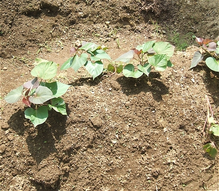 それなりに成長を見せるさつま芋たち