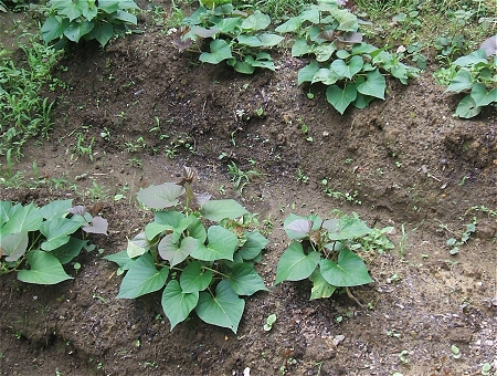 ↑ 6月中旬のようす。さつま芋は元々生命力の強い植物だが、それ以上に強く、しかも高速で成長する雑草には頭が痛くなる。