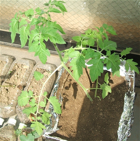 ↑ 植えたばかりのプチトマトの苗。