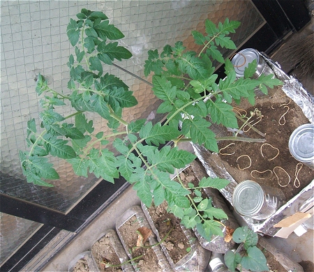 ↑ こちらは最新の状態。色合いが違うのは撮影時に曇っていたこともある。葉がかなりもさもさしているのが確認できる。