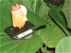 さつま芋の葉