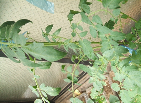 ↑ 伸びるだけで花もほとんど咲かない状態