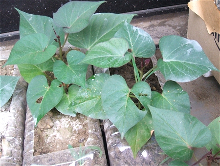 ↑ 直近の「ペットボトル・さつま芋群」。モリモリ伸びてきた