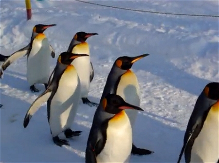 ↑ 旭山動物園の名物の一つ、ペンギンたちの行進。