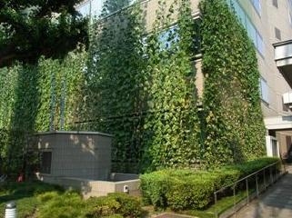 ↑ 練馬区区役所での「みどりのカーテン」