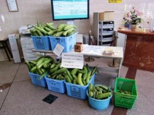 ↑ 2010年はヘチマが育成され、育ったヘチマが無料配布された