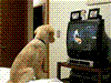 テレビ視聴