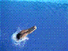 飛び込み