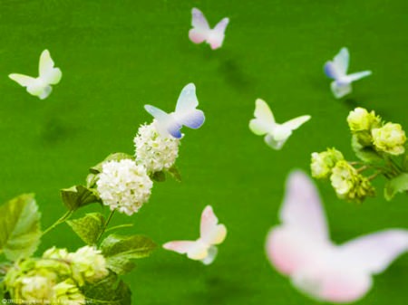 ↑ 「チョウ柄」の活用例。質感が映える