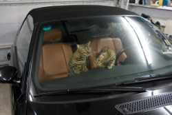 自動車