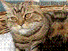 親猫Coco
