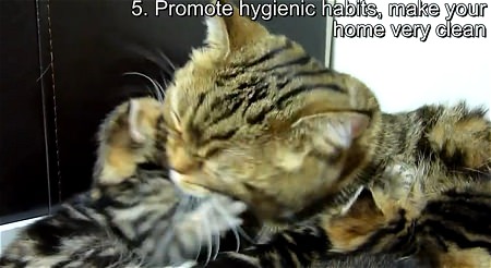 ↑ 5. Promote hygienic habits, make your home very clean