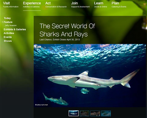 ↑ サメやエイの神秘(The Secret World Of Sharks And Rays、http://www.vanaqua.org/experience/feature/sharks-and-rays )