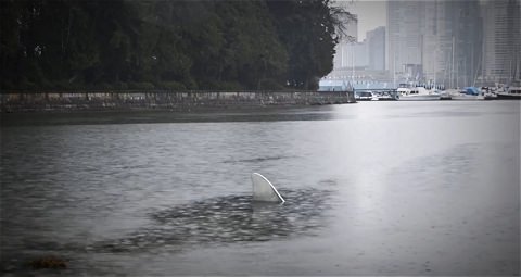 ↑ A Shark Sighting in Stanley Park。