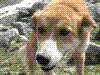 犬