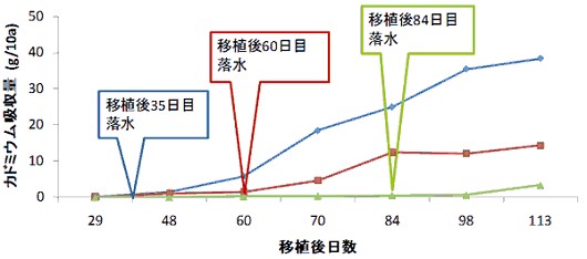 落水期の違いによるカドミウム高吸収イネ品種 「モーれつ」 のカドミウム吸収量の経時変化(温暖地で栽培)