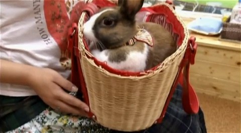 ウサギカフェ