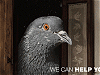 野鳩ってレベルじゃないぞ