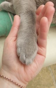 ペットの癒し