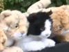 猫オルガン