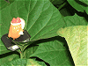 さつま芋の葉