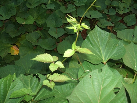 ↑ 時々さつま芋に隠れて「蕎麦」が伸びてくる。これは目にとまったら必ず引き抜く。生命力はさつま芋以上だからだ
