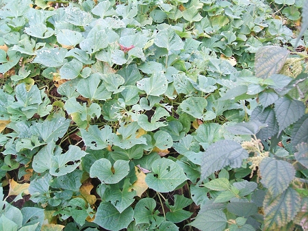 ↑ ツタのもっさり具合は変わらない。ただ、殺虫剤などは使っていないので、虫に食われた跡が酷いのがところどころに……