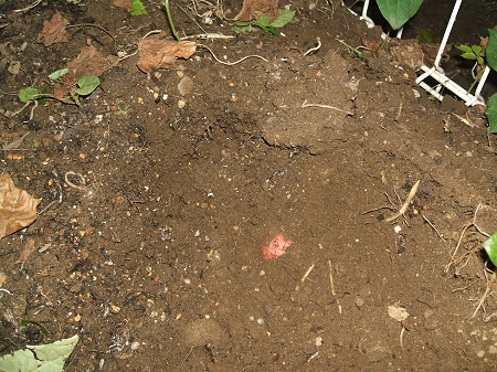 ↑ さつま芋発見