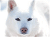 白い犬