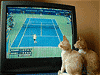 テレビ視聴