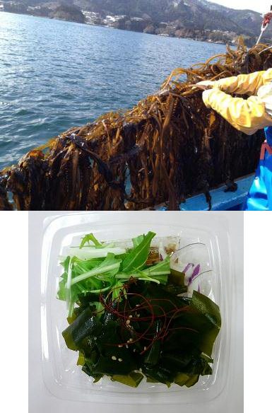 ↑ 収穫の様子と商品「三陸産わかめのサラダ」