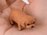 じゃれ犬(いぬ)